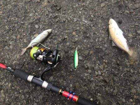 ジグサビキでアジ